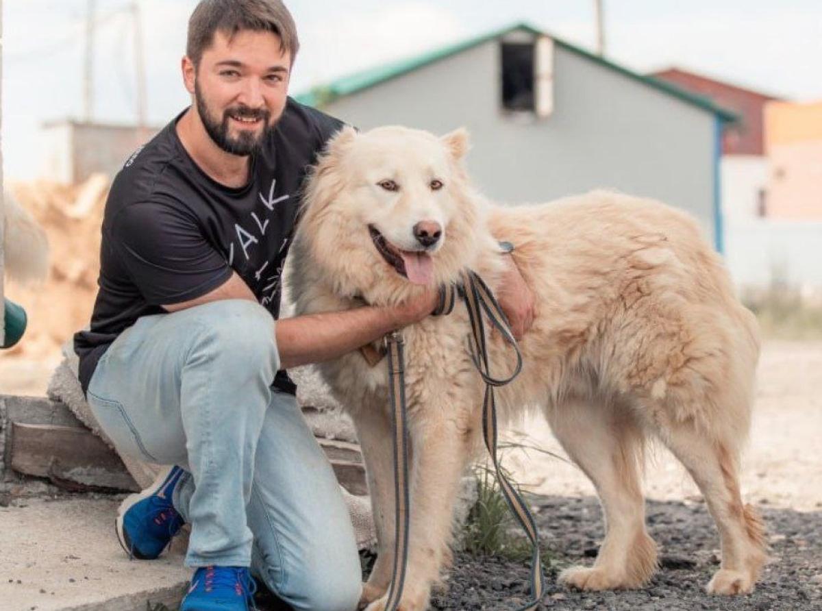 Волонтеры гуляют с собаками из приютов и строят им новые будки